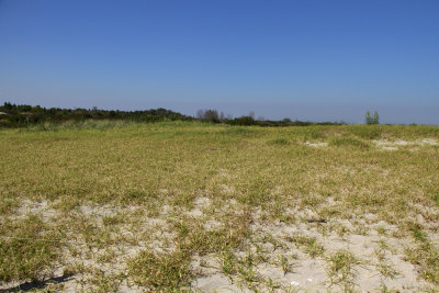 Carex kobomugi- Asiatic Sand Sedge