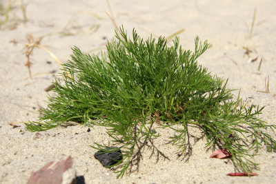 Artemisia campestris ssp. caudata- Beach Wormwood