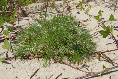 Artemisia campestris ssp. caudata- Beach Wormwood