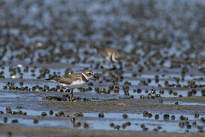 Semipalmated Plovers and snails