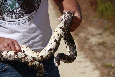 Adult Pine Snake