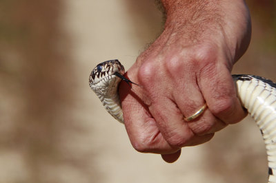 Adult Pine Snake