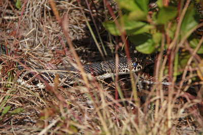 Adult Pine Snake