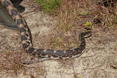 Adult Pine Snake