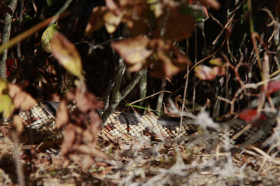 Adult Pine Snake