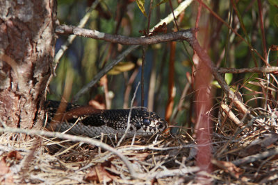 Adult Pine Snake