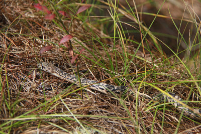 Neonate Pine Snake
