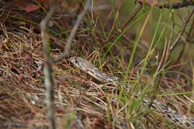 Neonate Pine Snake