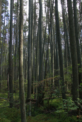 Atlantic White Cedar swamp