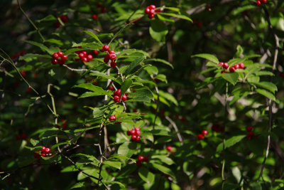 Ilex laevigata- Smooth Winterberry
