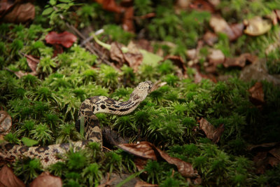 Neonate Pine Snake