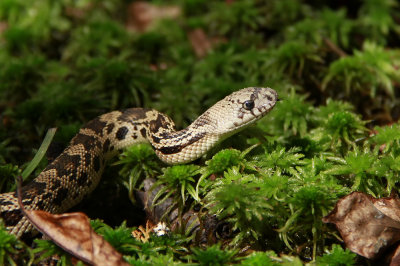 Neonate Pine Snake