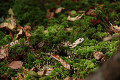 Neonate Pine Snake