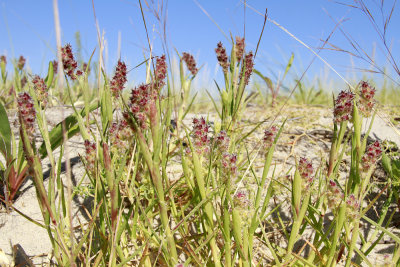 Cenchrus tribuloides- Sand Dune Sandspur
