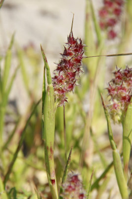 Cenchrus tribuloides- Sand Dune Sandspur