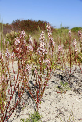 Polygonella articulata- Coast Jointweed