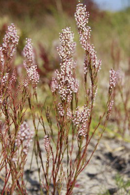 Polygonella articulata- Coast Jointweed