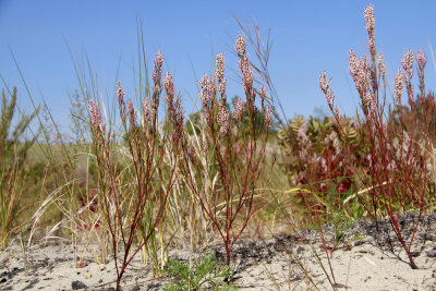 Polygonella articulata- Coast Jointweed