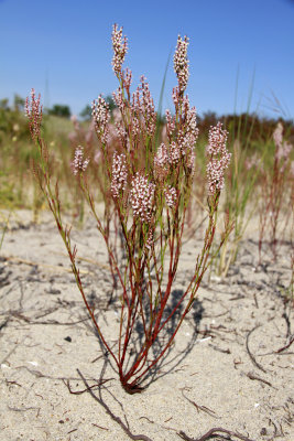 Polygonella articulata- Coast Jointweed