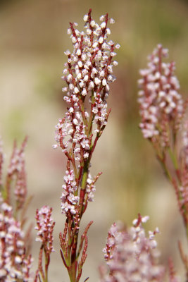 Polygonella articulata- Coast Jointweed