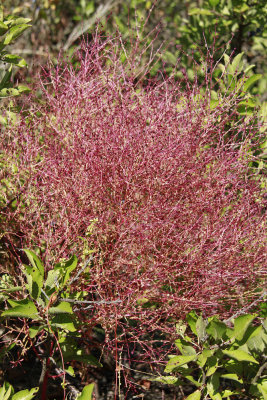 Lechea maritima- Beach Pinweed