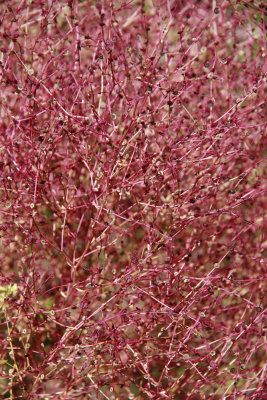 Lechea maritima- Beach Pinweed