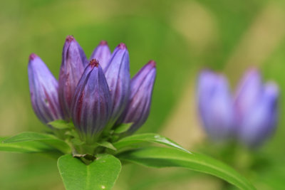 Gentiana andrewsii- Closed Bottle Gentian