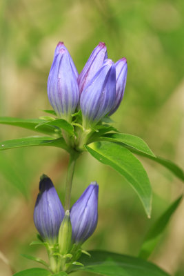 Gentiana andrewsii- Closed Bottle Gentian