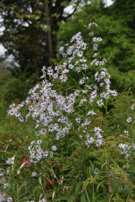 Aster puniceus- Swamp Aster