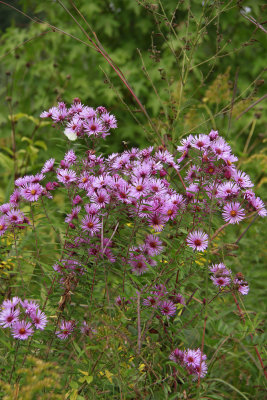 Aster novae-angliae- New England Aster