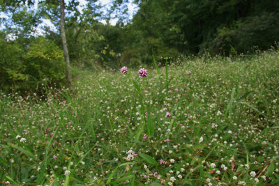  Polygonum sagittatum and Polygonum arifolium 