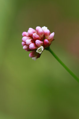Polygonum arifolium- Halberd-leaved Tearthumb