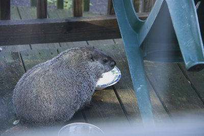 Groundhog eating catfood
