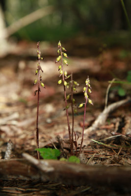 Corallorhiza odontorhiza- Autumn Coralroot