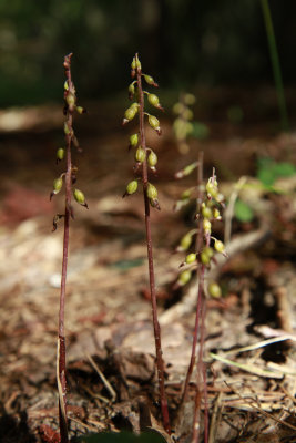 Corallorhiza odontorhiza- Autumn Coralroot