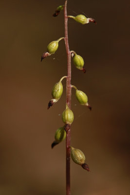 Corallorhiza odontorhiza- Autumn Coralroot