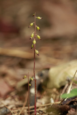 Corallorhiza odontorhiza- Autumn Coralroot