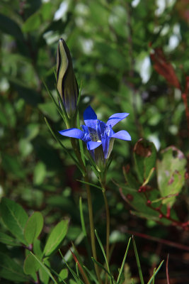 Gentiana autumnalis- Pine Barren Gentian