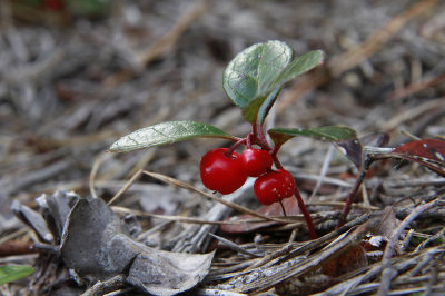 Gaultheria procumbens- Teaberry