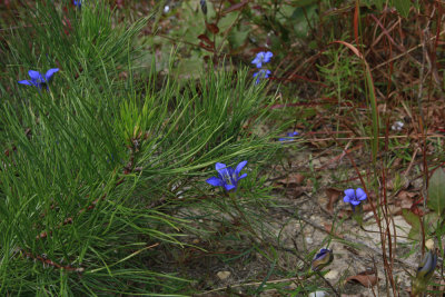 Gentiana autumnalis- Pine Barren Gentian 