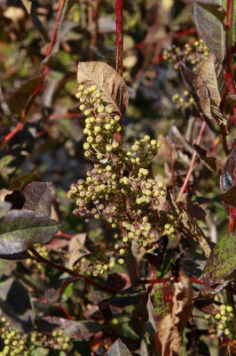 Lyonia ligustrina- Maleberry