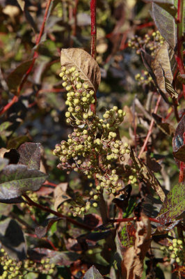 Lyonia ligustrina- Maleberry