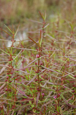 Ammannia coccinea- Scarlet Toothcup