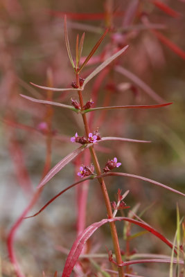 Ammannia coccinea- Scarlet Toothcup