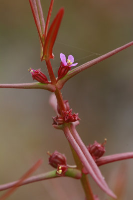 Ammannia coccinea- Scarlet Toothcup