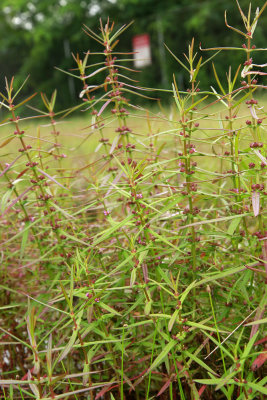 Ammannia coccinea- Scarlet Toothcup