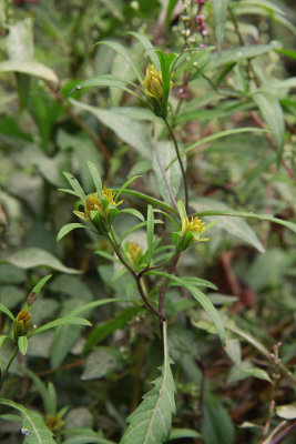 Bidens bidentoides- Estuary Beggar Ticks