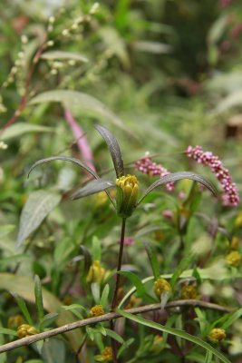Bidens bidentoides- Estuary Beggar Ticks