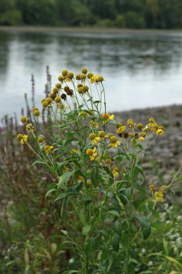 Helenium autumnale- Sneezeweed