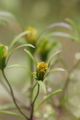 Bidens bidentoides- Estuary Beggar Ticks